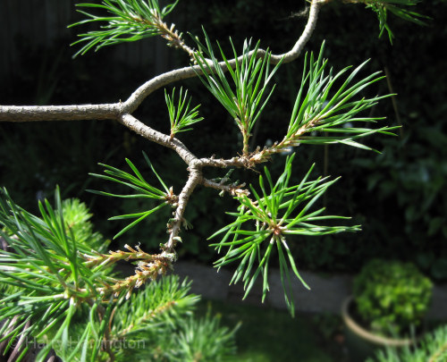 pine bonsai branch